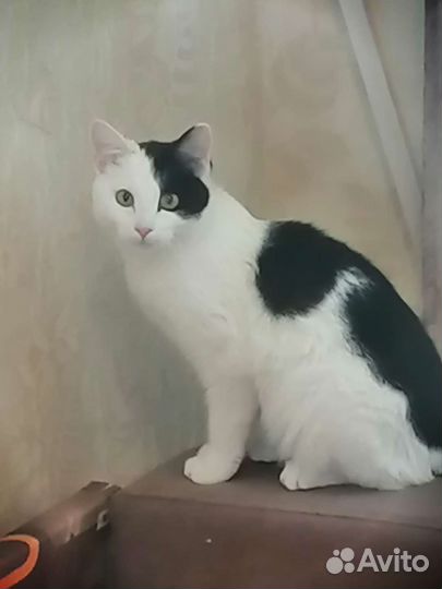 Кот Необыкновенный