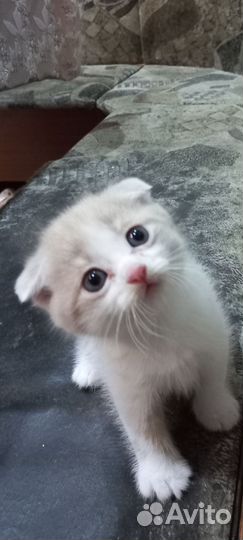 Британские котята