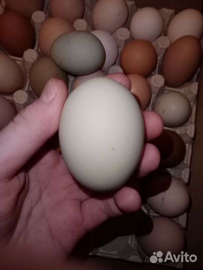 Инкубационное яйцо