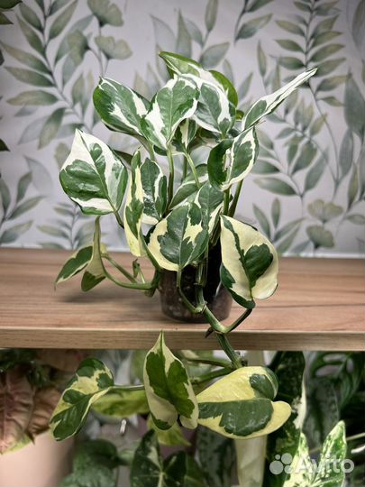 Эпипремнум Марбл квин