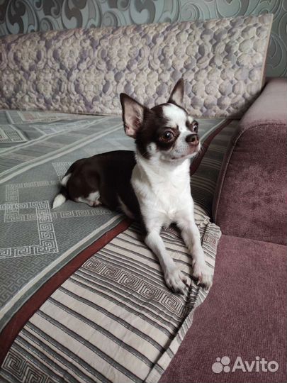 Щенки чихуахуа мини девочка