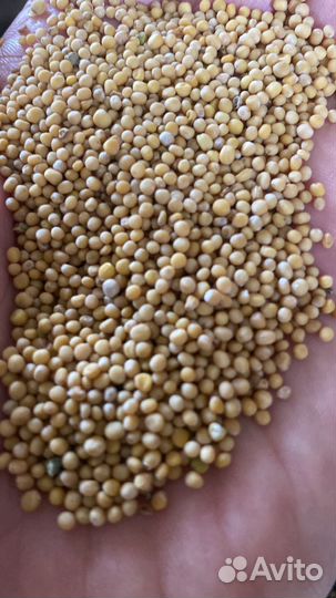 Горчица белая