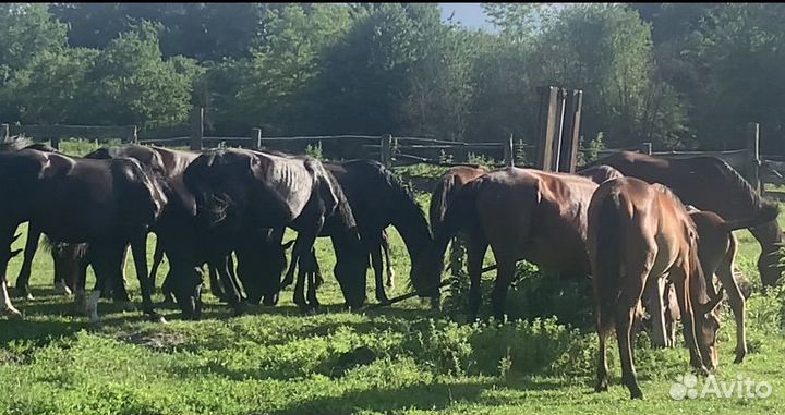 Продажа коней