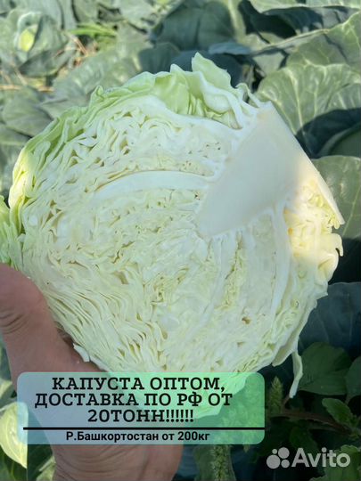 Капуста оптом от 20 тонн