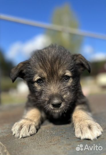 Щенок в добрые руки бесплатно