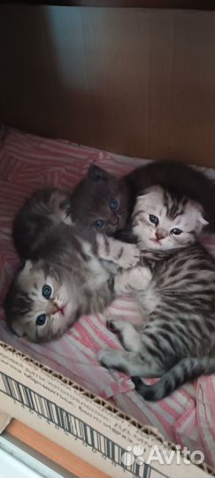 Шотландские котята
