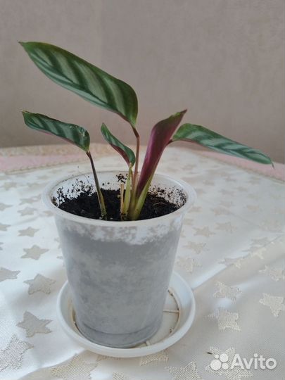 Комнатные цветы