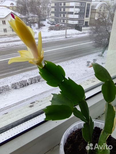 Продам цветочек в добрые и заботливые ручки