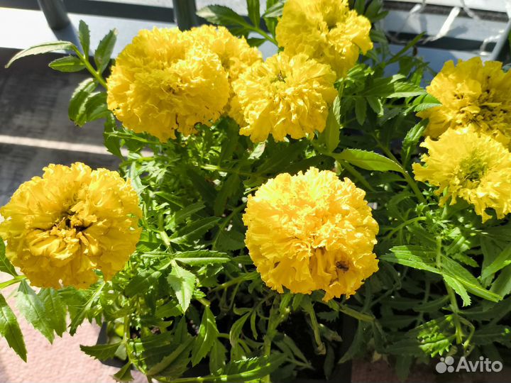 Рассада цветы