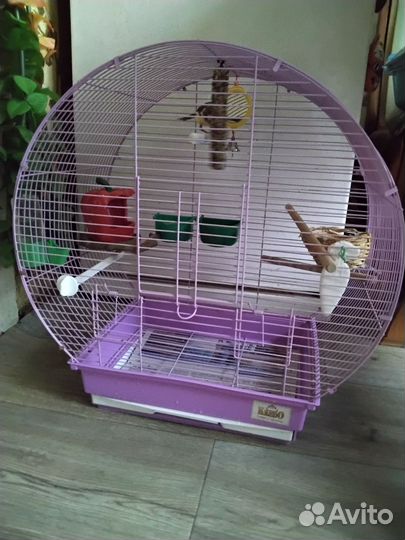 Кенар певчий