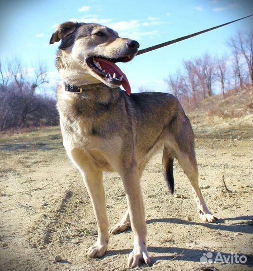 Собака Умка