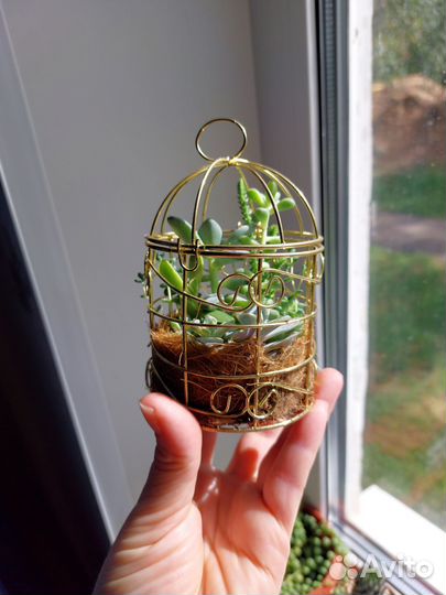 Суккуленты