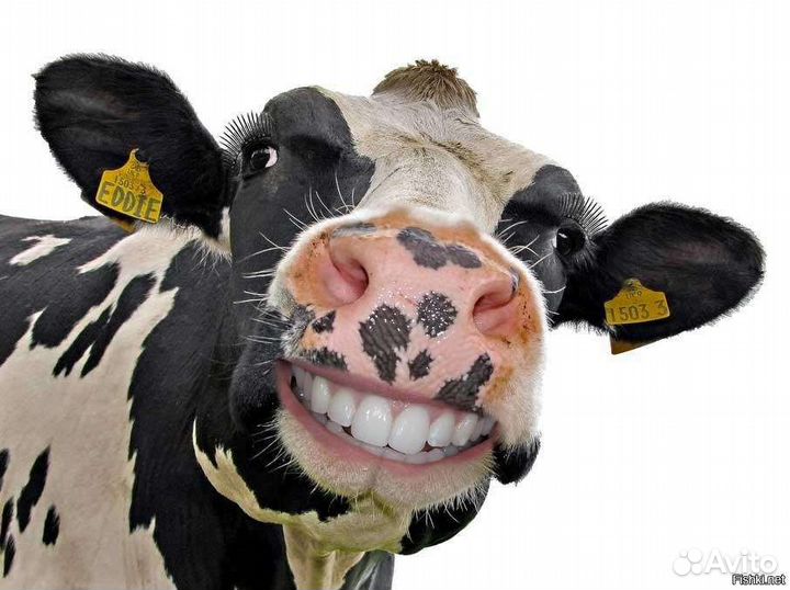 Молоко коровье домашнее