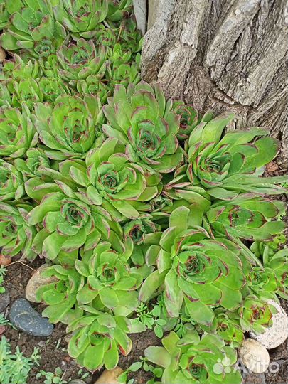 Ясколка,мята