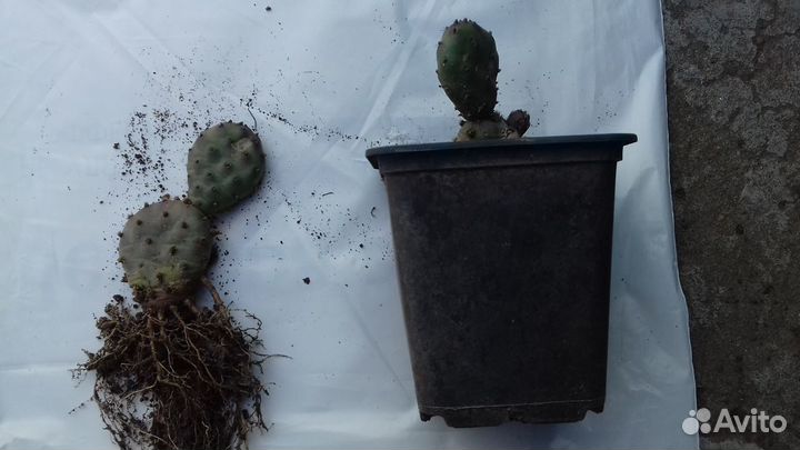 Зимостойкая карликовая опунция 