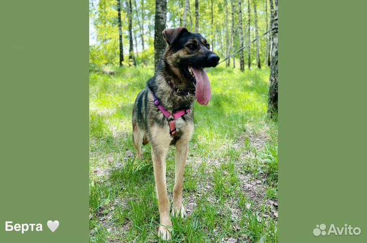 Берта ждет семью в приюте