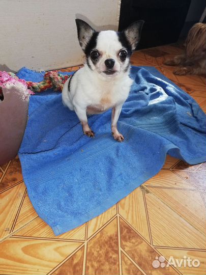 Солнышко (мини) чишка