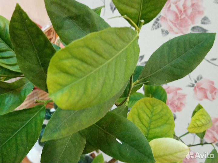 Лимон, но не привит