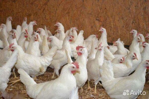 Курочки по области