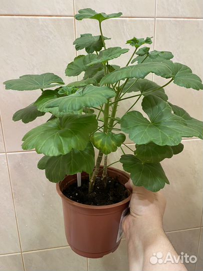 Пеларгония герань