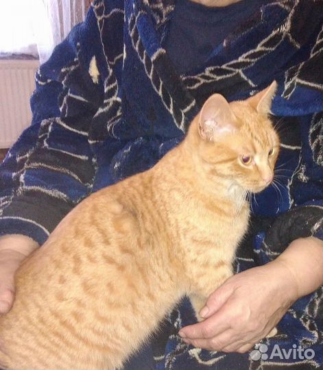 Котенок подросток в добрые руки