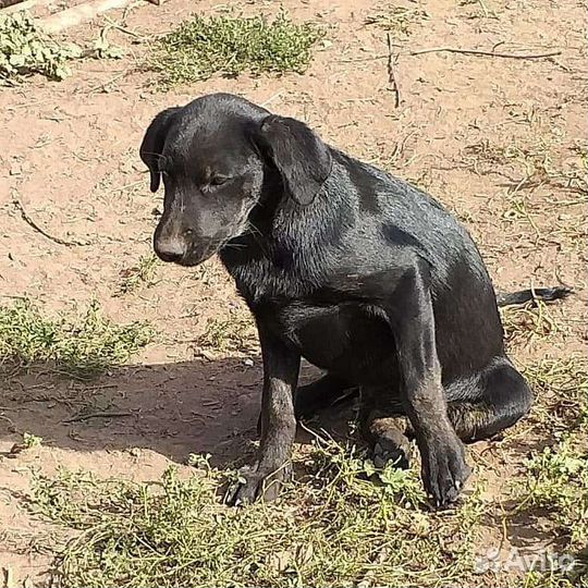 Щенки в добрые руки