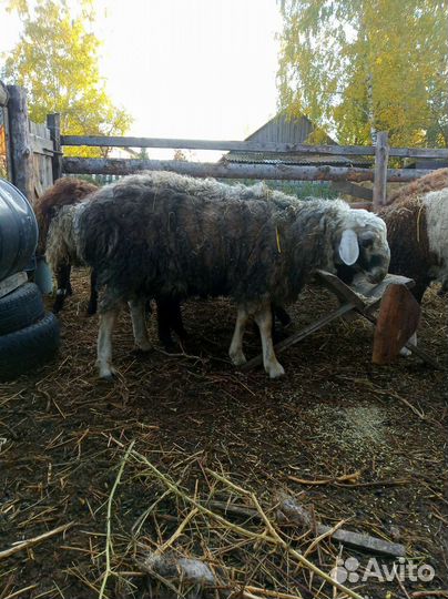 Овцы бараны