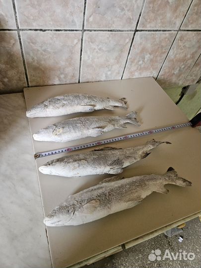 Рыба Хариус с/м крупный,свежий завоз