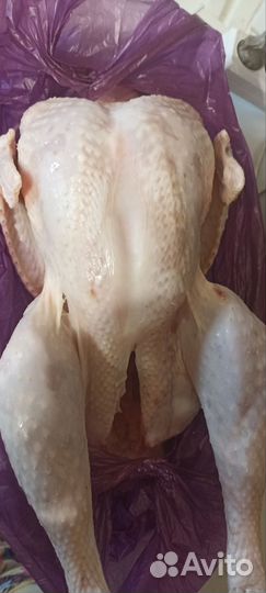 Мясо домашней индейки