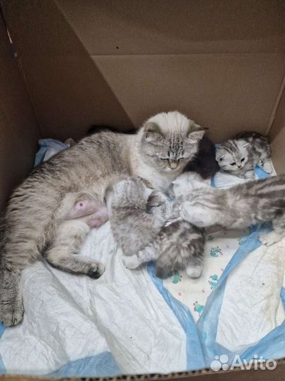 Шотландские котята