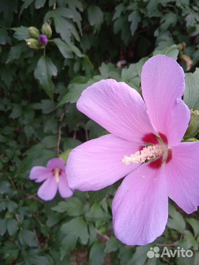 Многолетние садовые цветы