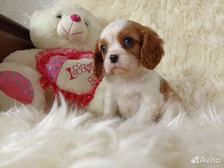 Кавалер Кинг чарльз спаниель