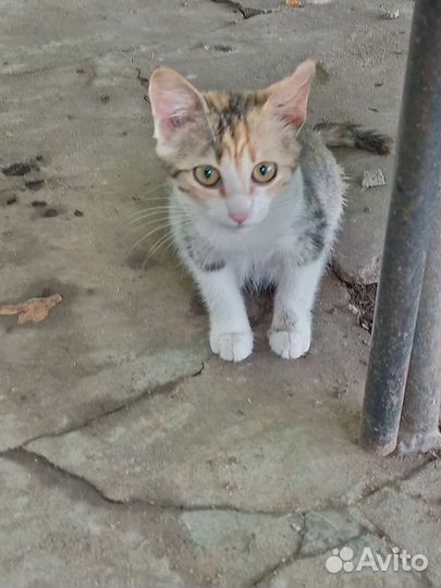 Котенок ищет дом