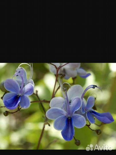 Клеродендрум угандийский