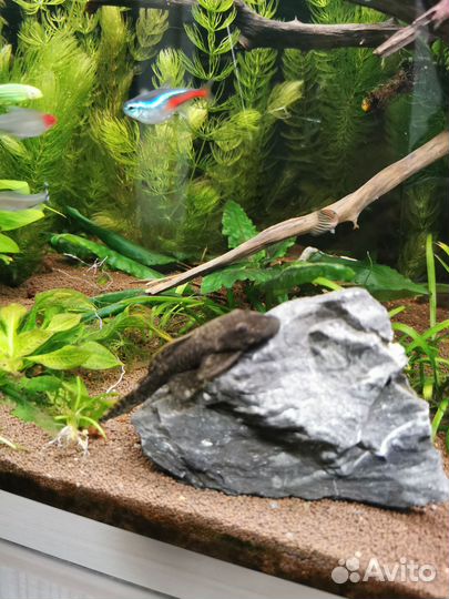 Аквариумные рыбки