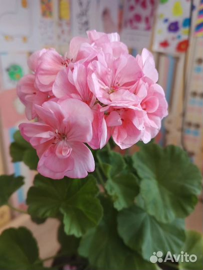 Пеларгония герань