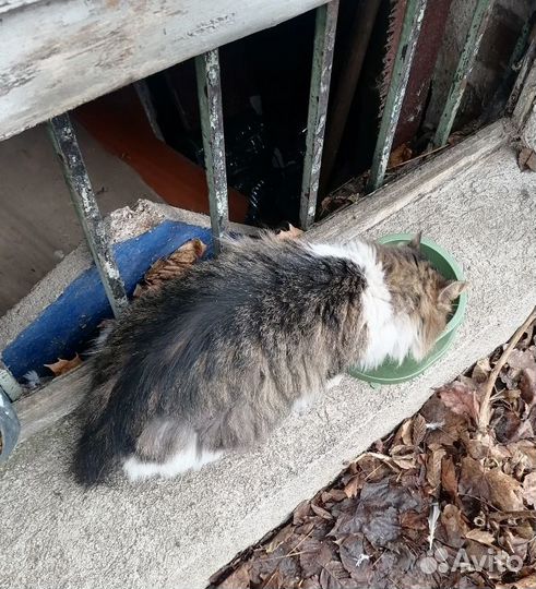 Кот бывшедомашний ласковый отрезали хвост