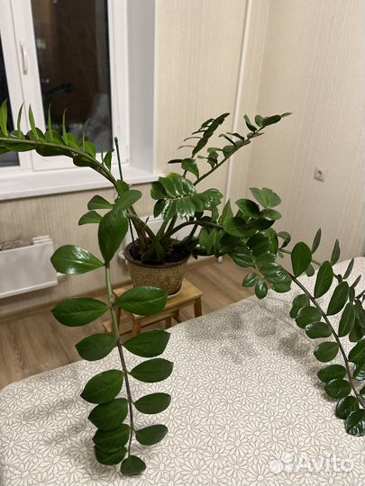 Замиокулькас