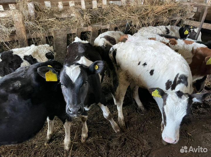 Бычки и телята