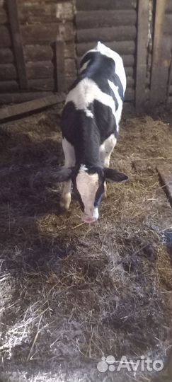 Корова дойная с теленком