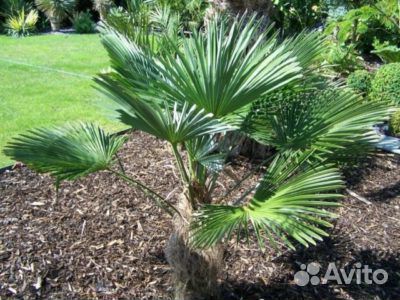 Пальма Веерная китайская Трахикарпус