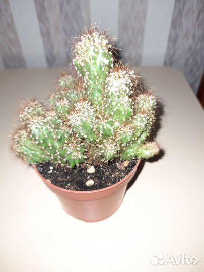 Кактусы и суккуленты