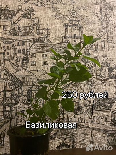 Мята сортовая