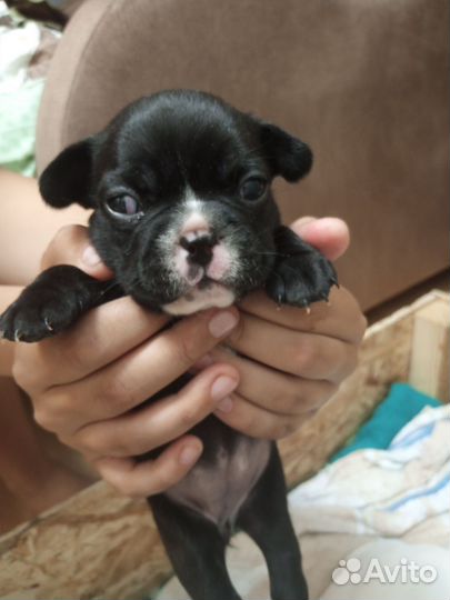 Французский бульдог щенки