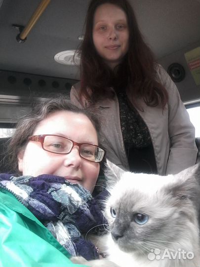 Репетитор по русскому языку и литературе