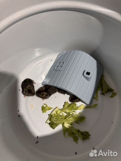 Джунгарский хомяк