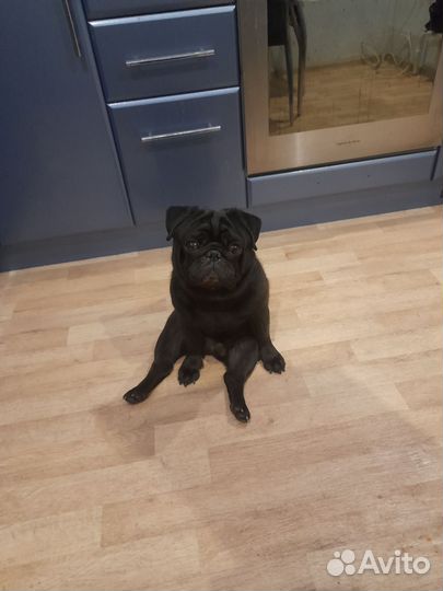 Мопс ищет девочку для вязки