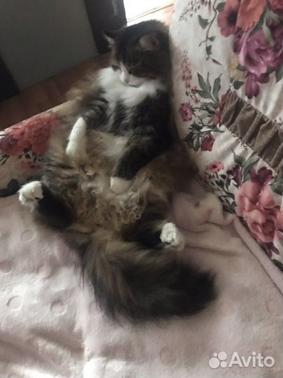 Передержка для кошечек