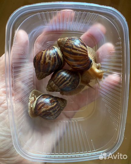 Улитки ахатины