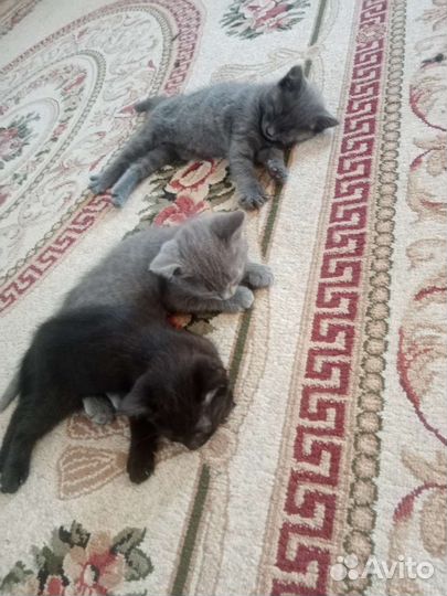 Британская